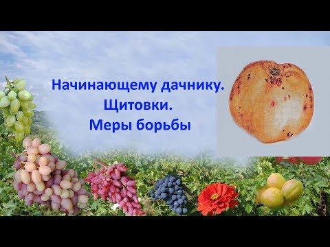 Начинающему дачнику Щитовка Меры борьбы