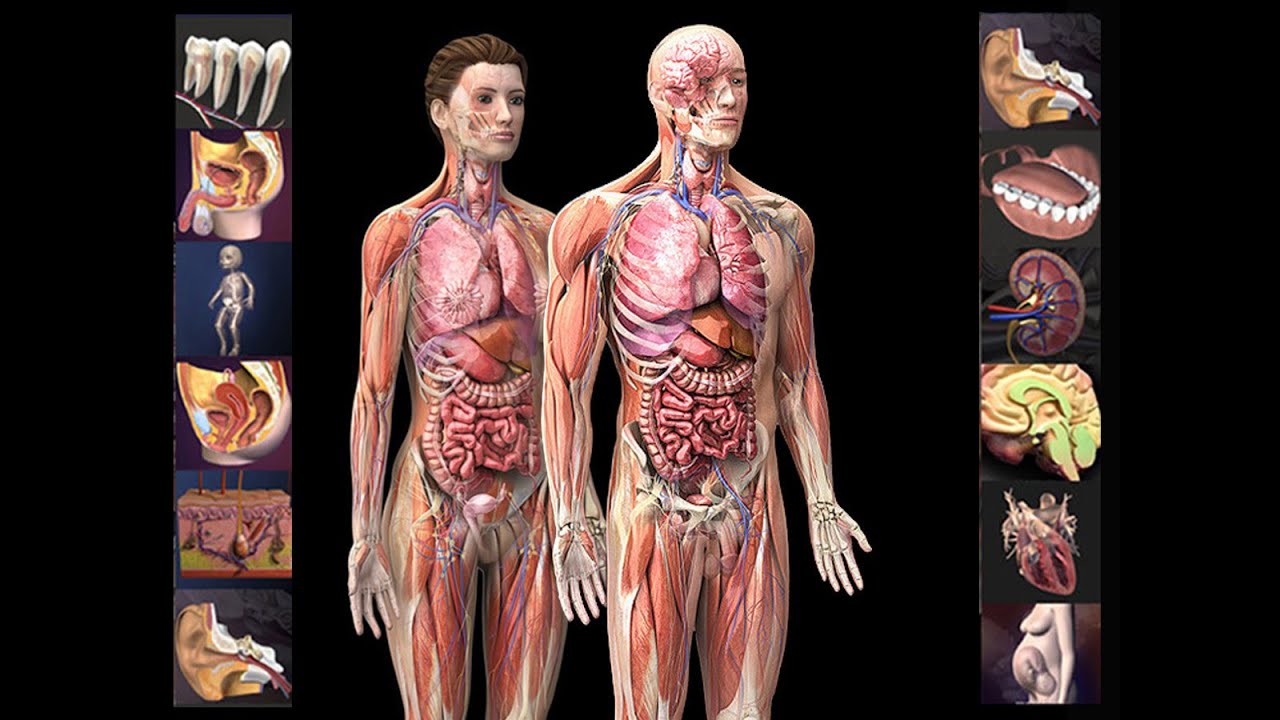 12 FACTS ABOUT HUMAN BODY YouTube