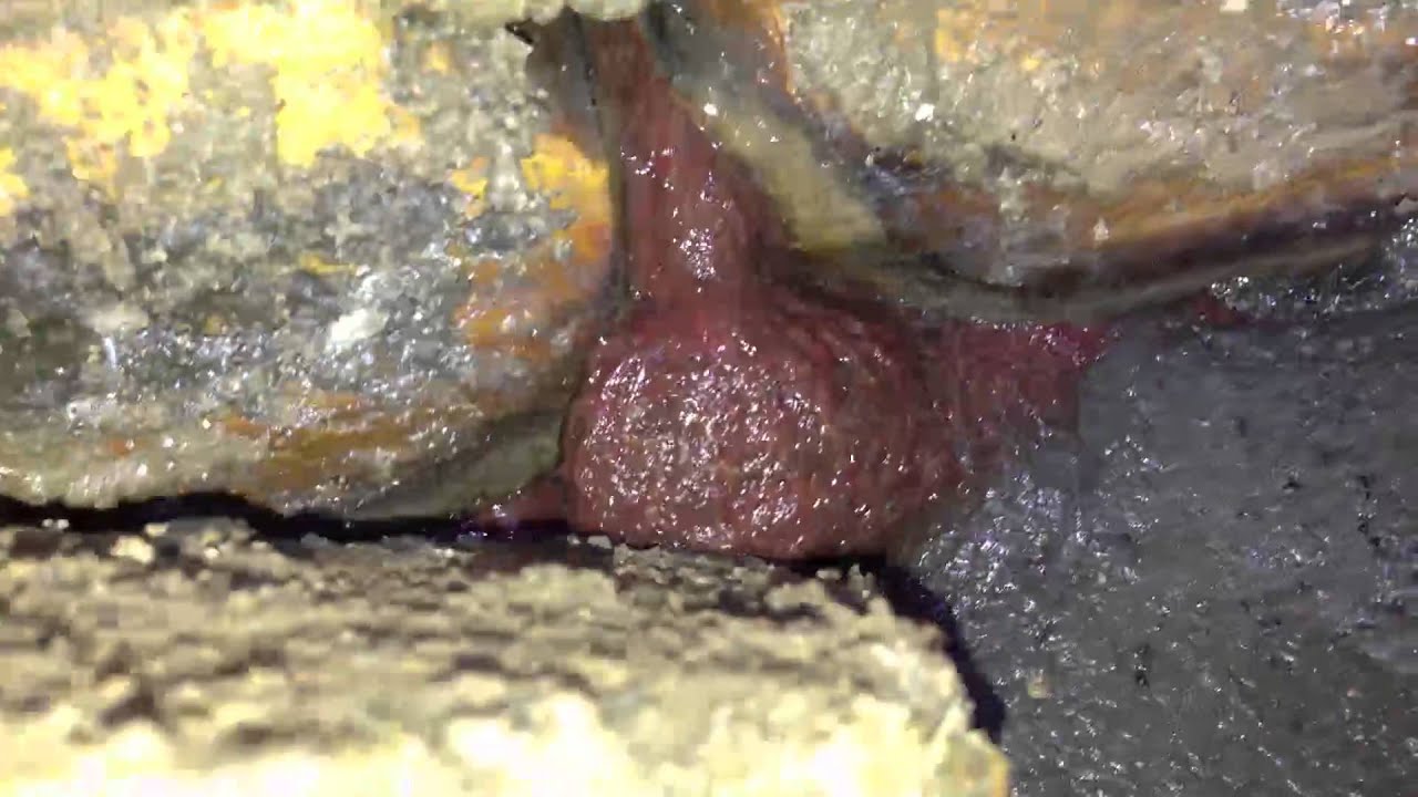 Tubifex Worms!!!