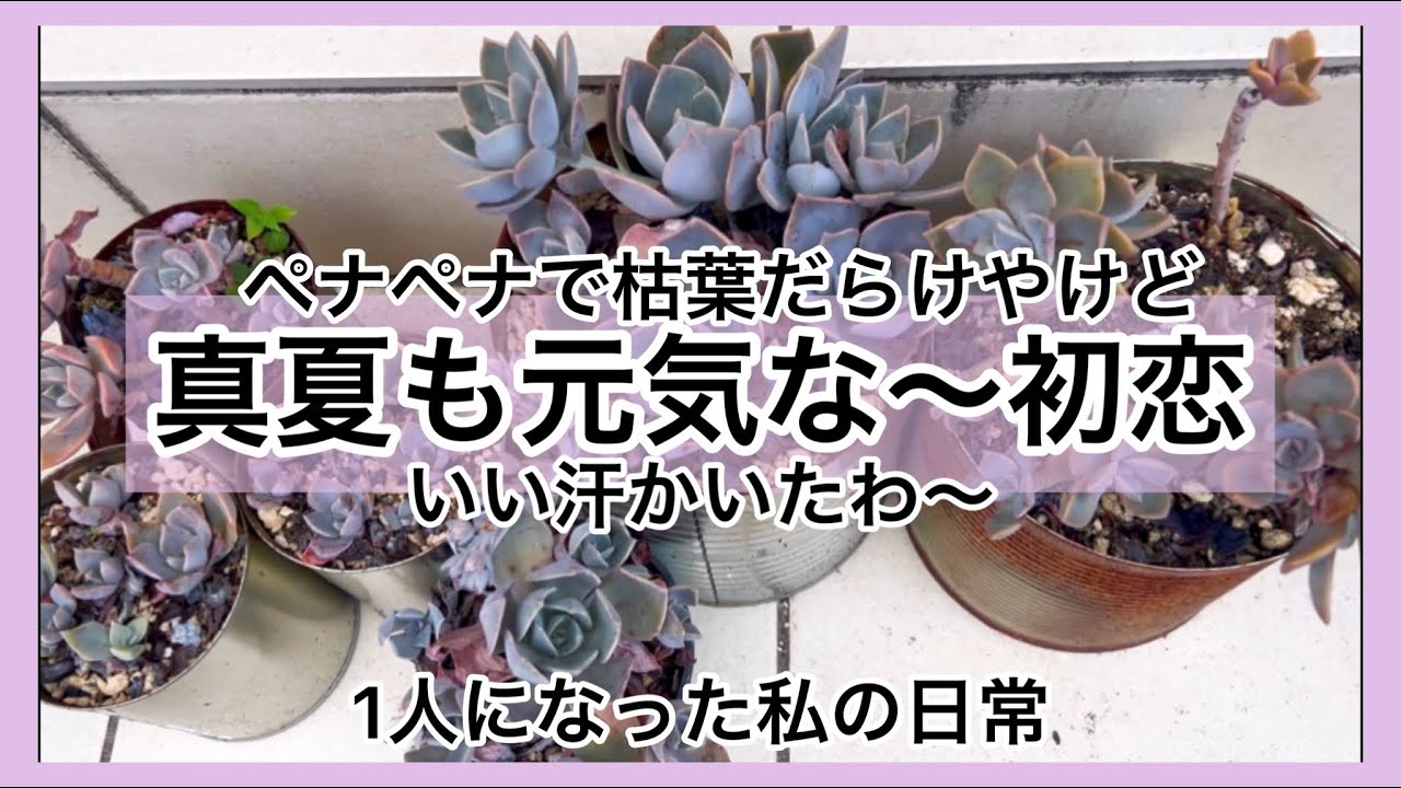 多肉植物]夏も元気な多肉〜初恋〜いい汗よ〜^_^1人になった私の戯言