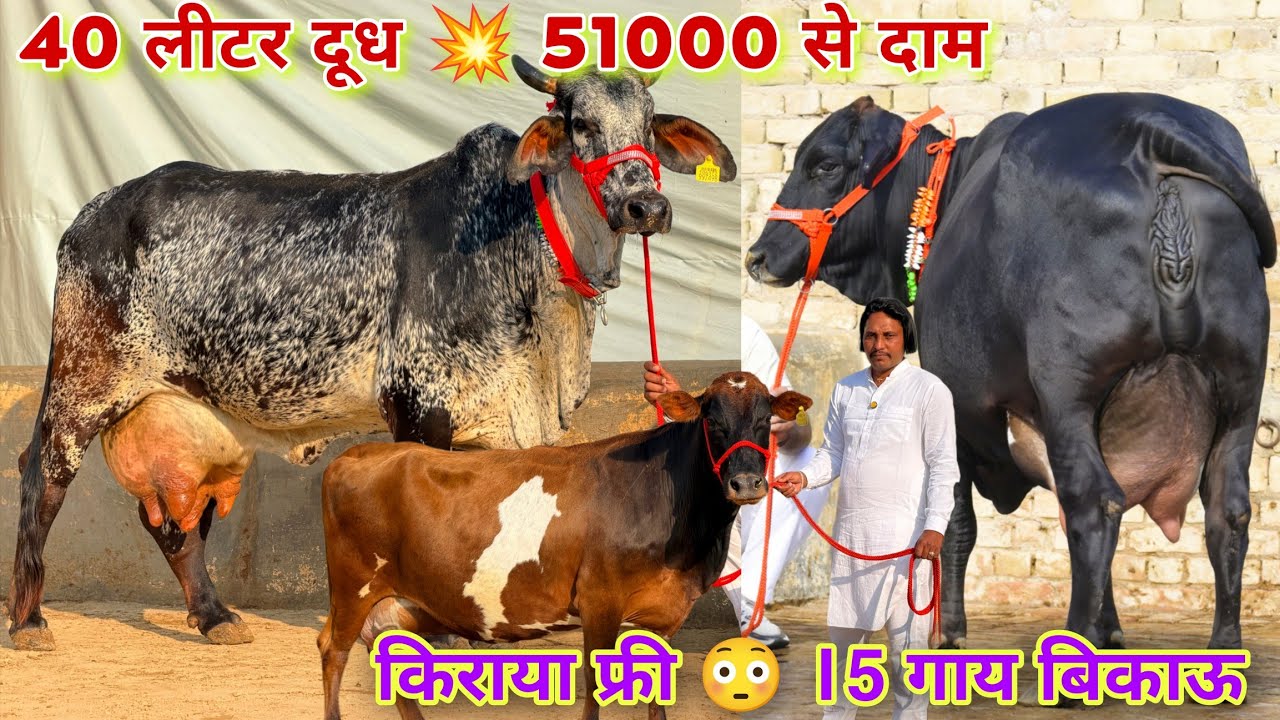 20 से 40 लीटर दूध 💥 15 गाय बिकाऊ, 51000 दाम!! Free Transport, 15 Cows Sale, 20 to 40 Ltr Milk/Day