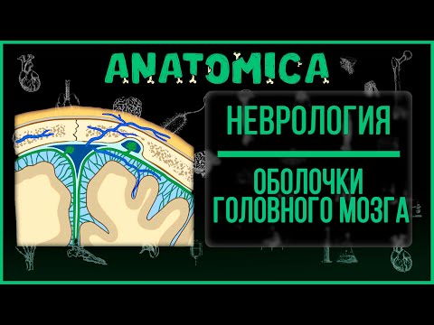 Оболочки головного мозга / Твердая, паутинная, мягкая мозговые оболочки / Неврология