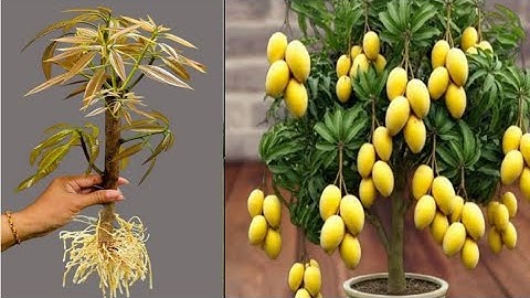 Unique Technique : For Grafting Mango Tree Cutting Faster With Aloe Vera,how to growing mango tree 