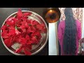 Mandara thailam hair oil in telugu||Hibiscus oil preparation in telugu||hibiscus oil making at home🌺