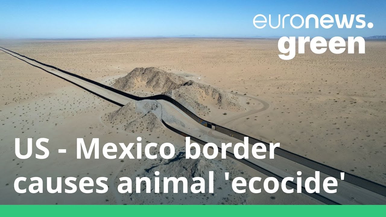 ‘Ecocide’: The US-Mexico border wall is blocking the movement of wild ...
