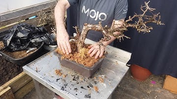 Improving the success of collected Yamadori Part 2