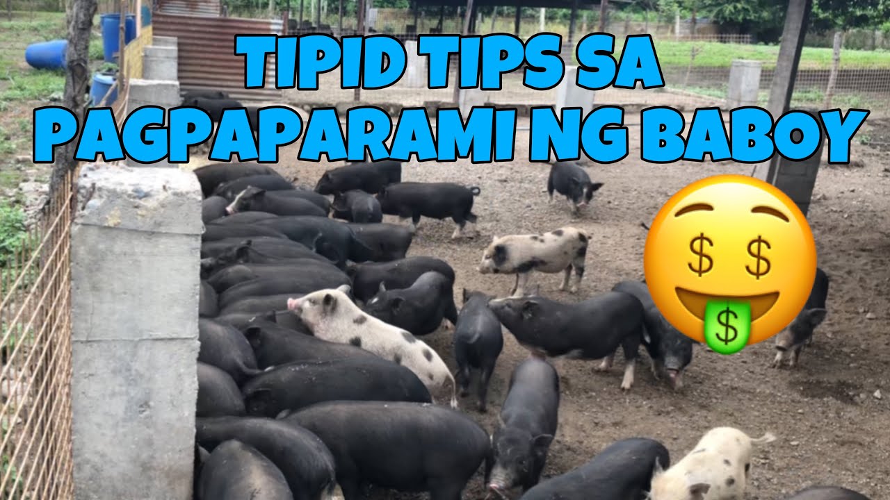 Mga tips kung paano makakatipid sa pagpaparami ng mga alagang baboy