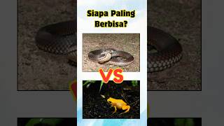Siapa paling berbisa? Ular taipan atau Katak Panah Emas? #quiz #tekateki #haiwan#animals#viral