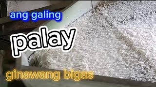 pakiskis tayo Ng palay