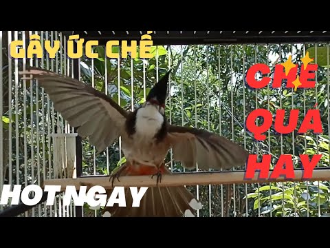 Kích Chào Mào Hót Ché |Kích chào mào hót đấu.Luyện giọng hay ép bổi sổ bọng và căng lửa,chào mào ché