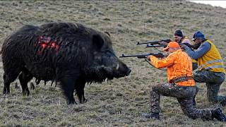 Vahşi Domuzlar Neden Bu Kadar Tehlikeli? Av Operasyonu Gerçeği