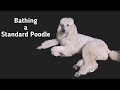 How to bathe a Standard Poodle