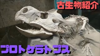 【古生物紹介】プロトケラトプス