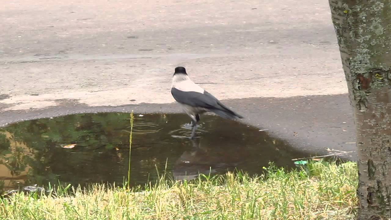Ворона сіра,  Corvus corone cornix,  Серая ворона,  Hooded Crow,
