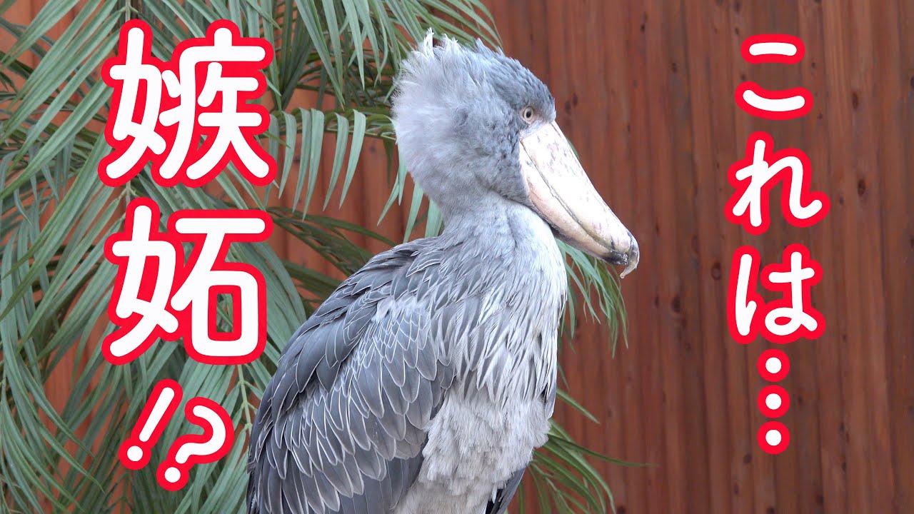 ハシビロコウのふたば ヤキモチを焼く Futaba Looks Jealous Shoebill Futaba 21 Youtube