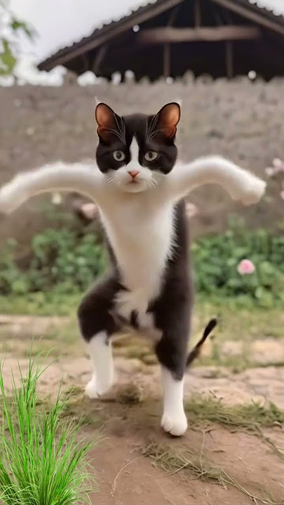 #remix murga dance kukoo kukoo DJ remix #song #viralvideo