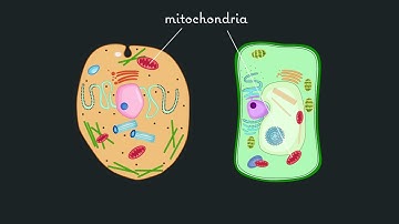 Exploring the Interplay of Competition and Cooperation in Evolution