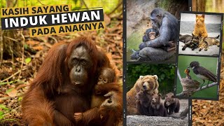 Kasih Sayang Induk Hewan Kepada Anaknya