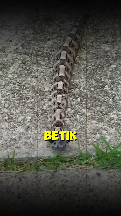 Konpius Sat...Ular Berbisa, Tapi MERAYAP Macam Ulat❓😱 Biar Betik ❗️❗️ #shorts #facts #snake