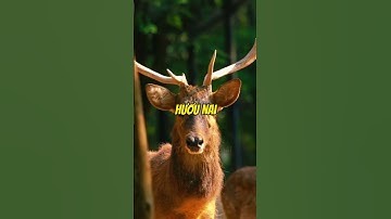 Đừng Dại Mà Chọc Giận Những Con Vật Này!