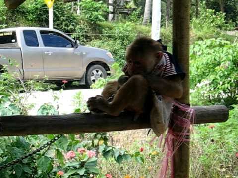 Monkey slave sucks himself for petty cash video1