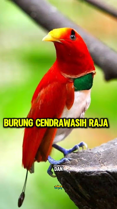 Burung Cendrawasih Raja #shorts #burung #birds #burungcantik #cendrawasih