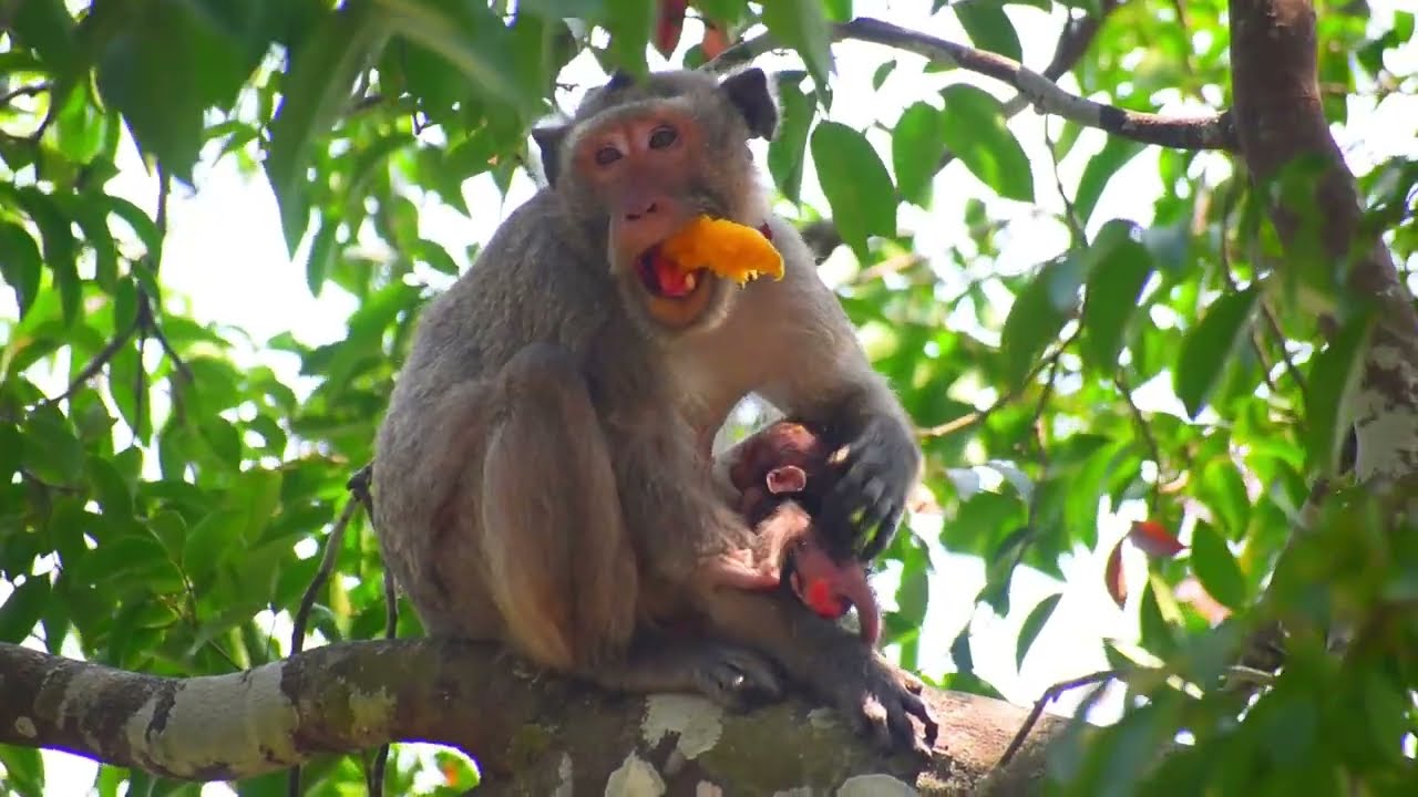 Smallest baby monkey trying to eating food