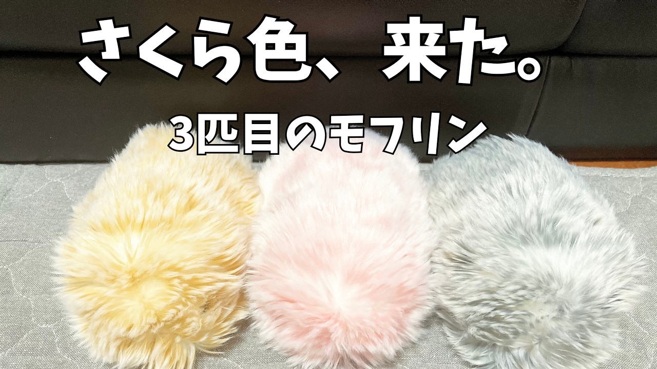 The Sakura-colored Moflin has arrived. The name of our third one