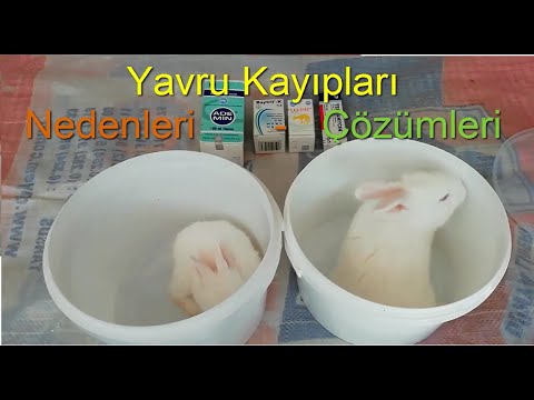Video: Tavşanlarda İştah Kaybı
