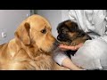 Golden retriever and german shepherd puppy become best friends from day one