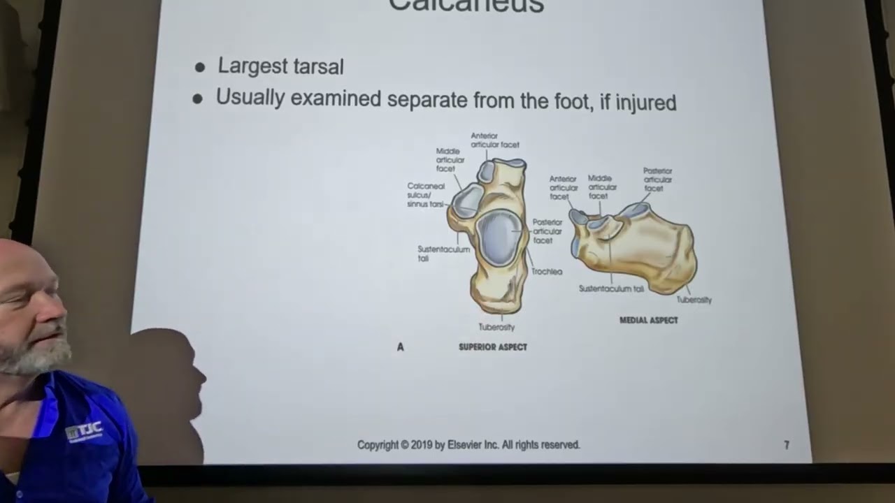Lower Extremity part 1. Anatomy and projection of toes, foot and calcaneus. Merrill's Atlas Chapter7