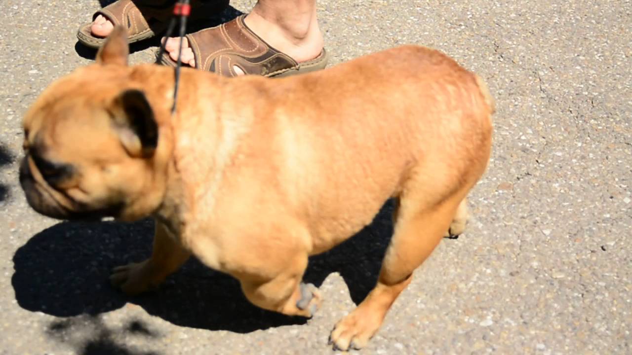 2 year old french bulldog