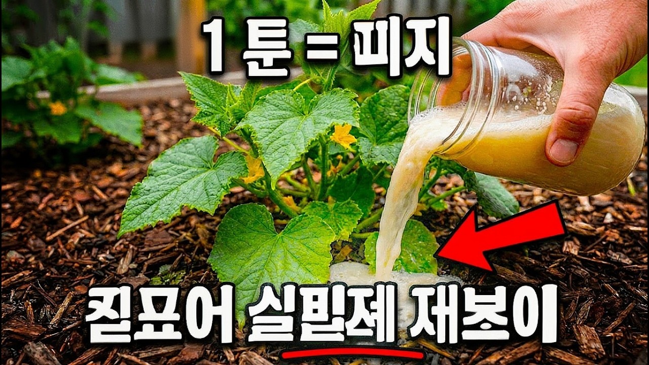 단돈 천 원으로 수확량 3배 늘리는 기적의 비법: 이 액체 하나면 충분합니다!