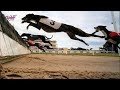 Greyhounds - Hurdle Racing