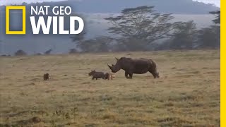 Rhino Mom Teaches Hungry Hyenas Not To Mess With Her Calf Nat Geo Wild