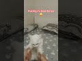 follow akun ini untuk liat kerandoman anabul. #catlovers #kucinglucu #kucing