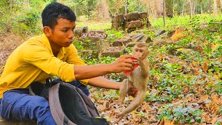 Bro Yat help giving milk to little monkey Leo, Brady and their mama Libby