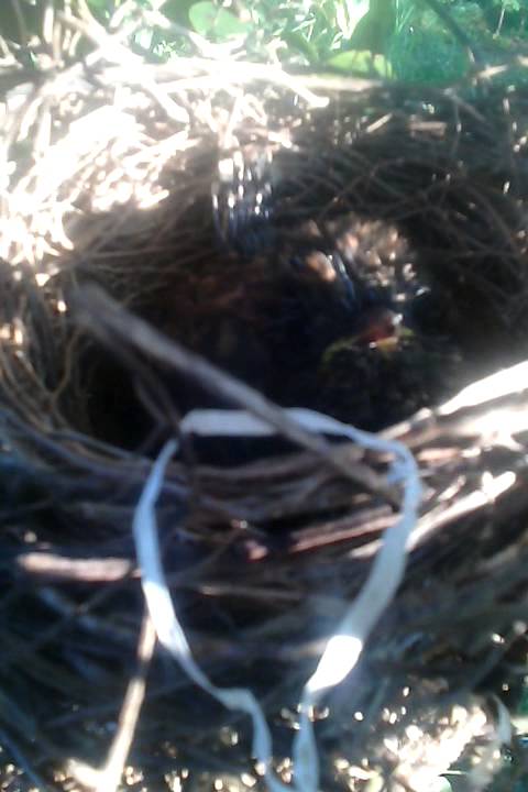 Emprit Gantil Menukar Telur Cendet Disarang Cendet By Jon Pangestu