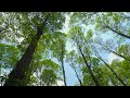 [Playlist] Fall Asleep Easily - Quiet Forest Grove with Slow Piano Melodies for Instant Slumber