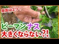 家庭菜園や農園のピーマン栽培やナス栽培で実が大きくならない！？原因は２つ！実を大きくするコツを徹底解説！/Measures when eggplants and peppers do not grow