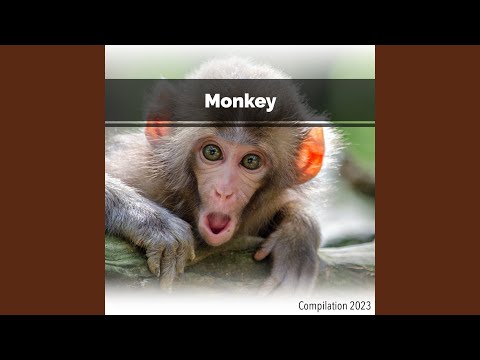 Monkey Meme Compilation 