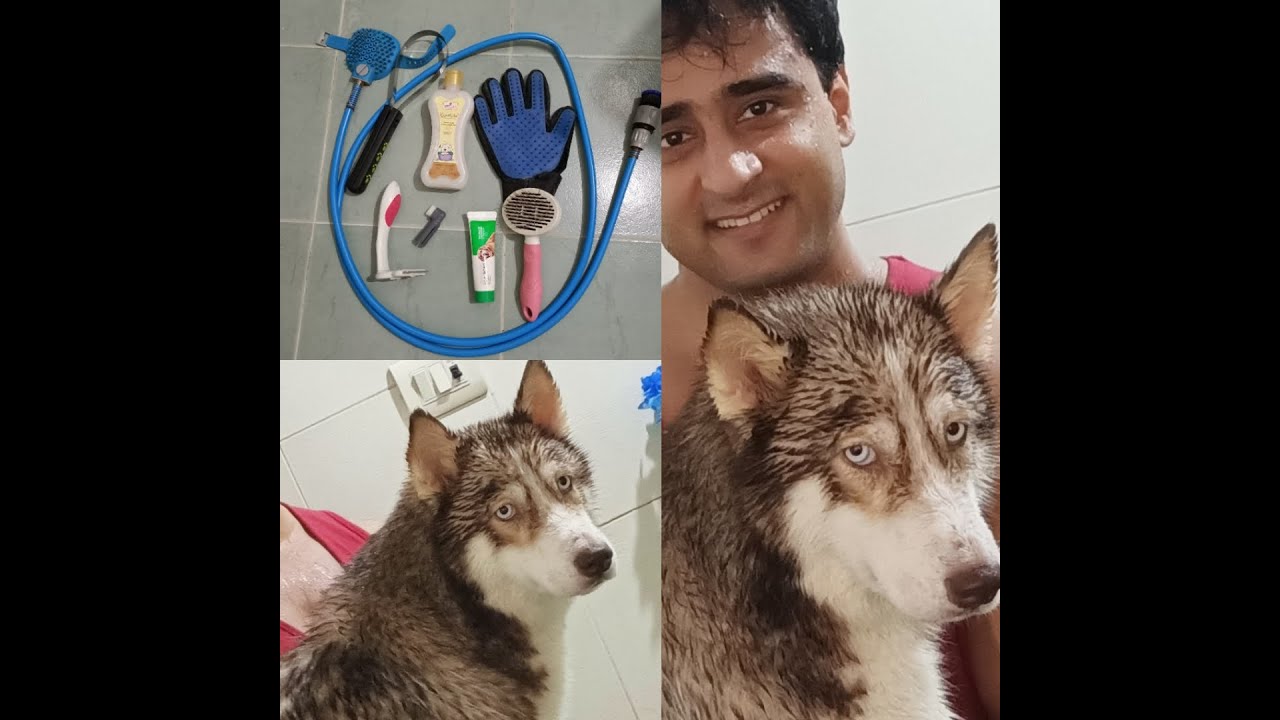 HOW TO DO DESHEDDING,BRUSHING,BATHING AND DRYING PROCESS FOR HUSKY AT