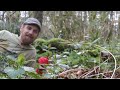 Yarrow Willard and Spring Nettle harvesting tips