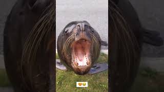 Sea lion ask for more Fish 🤯
