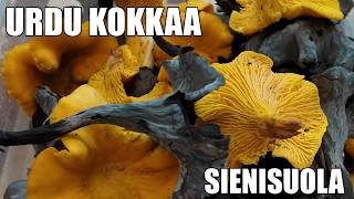 Urdu kokkaa - Mustasienitorvisuola