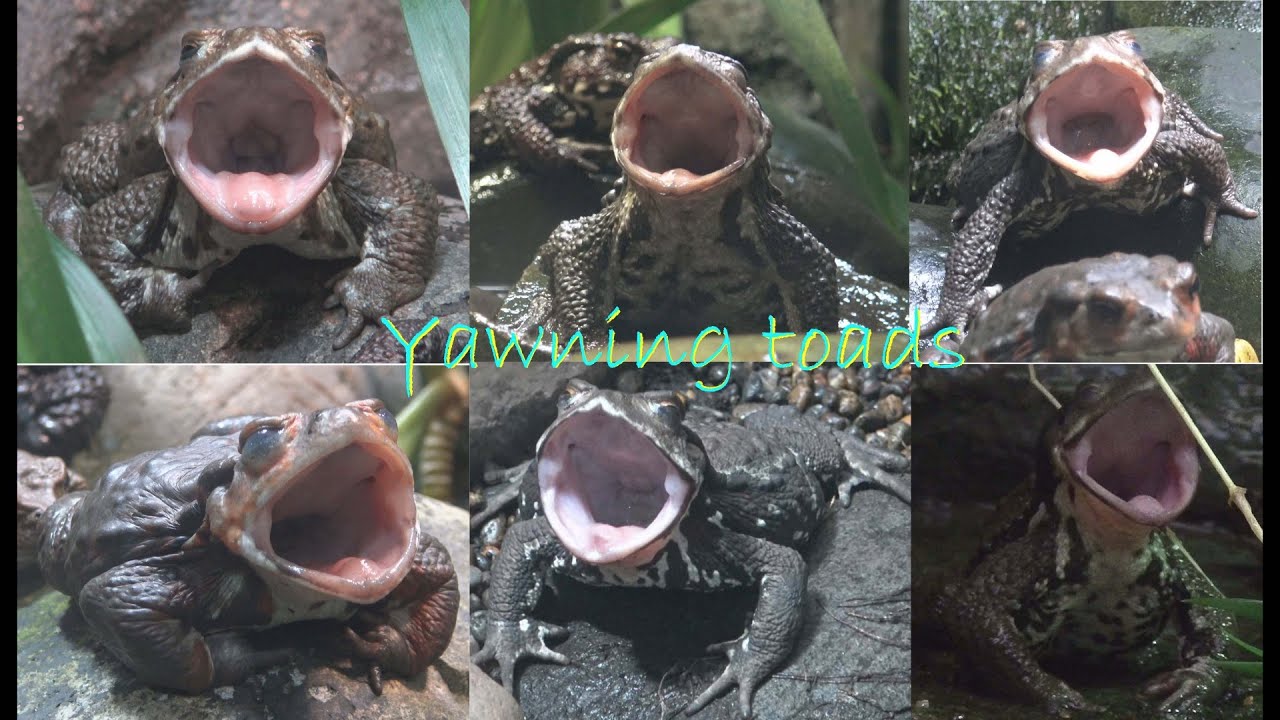 salamander oven Yawning toad