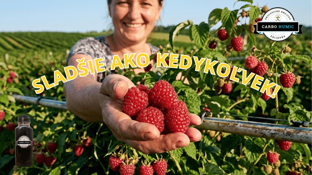 Sladšie maliny a koniec sucha: Skúsenosti s CarboHUMICom na plantáži