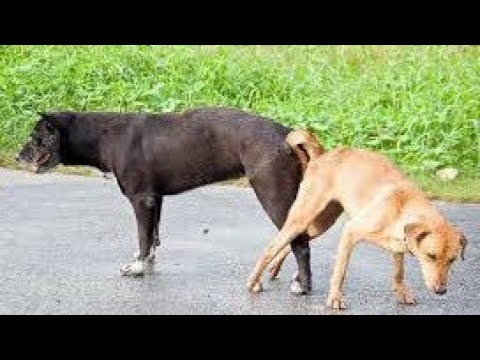 वीडियो: Sedatives के बिना एक कुत्ते को शांत करने के लिए कैसे