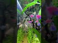#akvaryum #aquarium #fish #aquascape #fishtank #shiv #shorts #keşfet