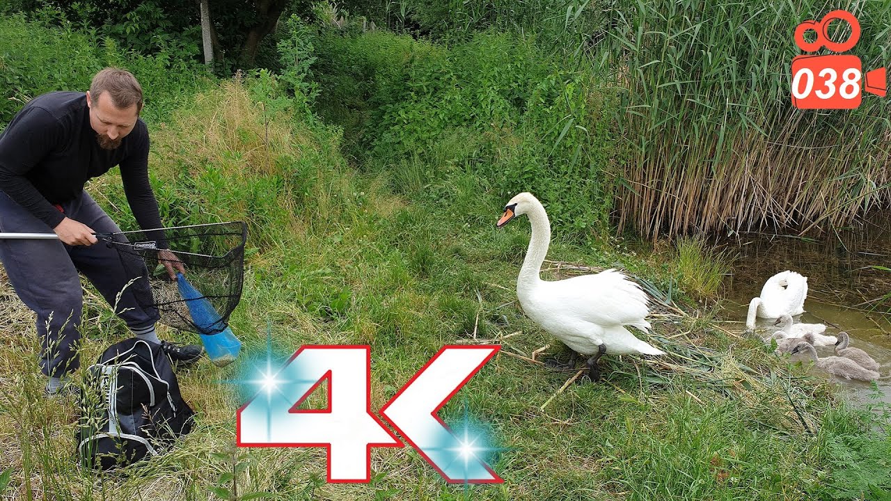 Saving the Cygnet from the fishing hook PART ONE - Hissing Swan Family 4K video 038